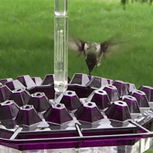 Hummingbird Feeder with Raised Diamond Ports and Multiple Feeding Stations