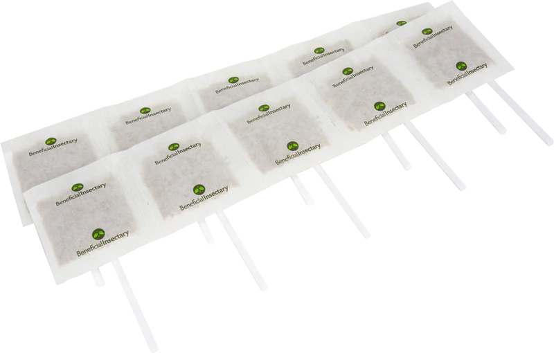 AMBLYforce C with Stick