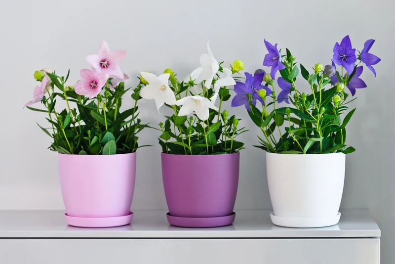 Vaso da fiori KADAX con sottovaso, vaso in plastica da 30 cm, coperchio, fiori, viola opaco