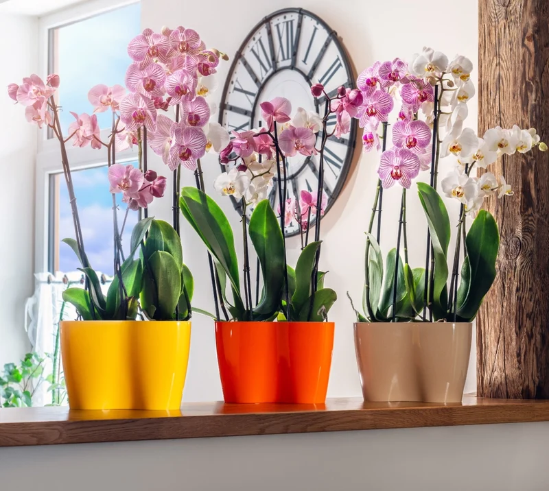 Vaso da fiori KADAX, Vaso da fiori, Vaso da fiori in plastica, Orchidea, 23 cm, Beige