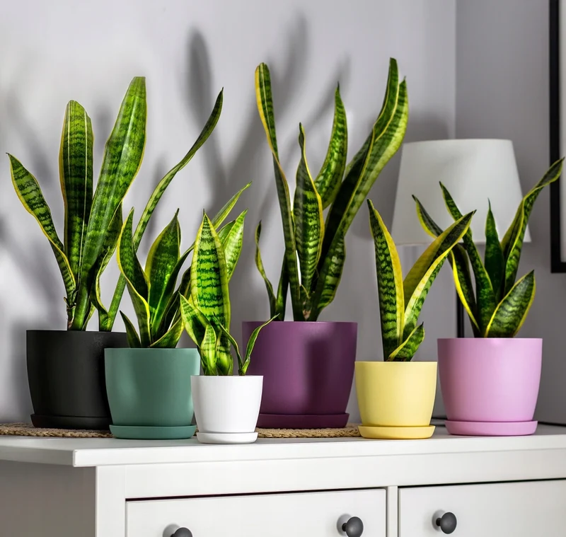 Vaso da fiori KADAX con sottovaso, vaso in plastica da 18 cm, coperchio, fiori, rosa opaco