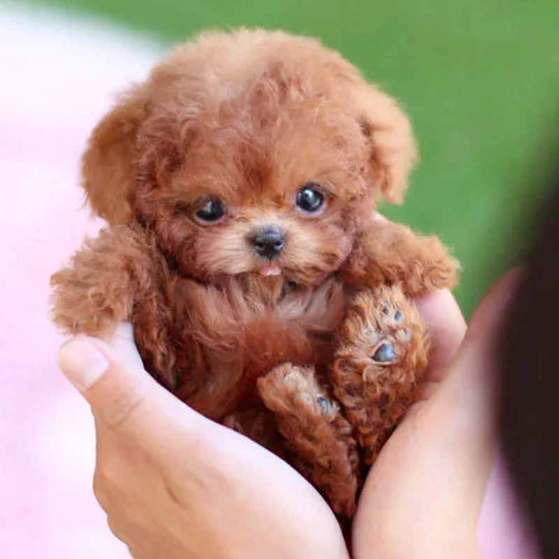 Interactive walking and barking puppy toy with sound for children
