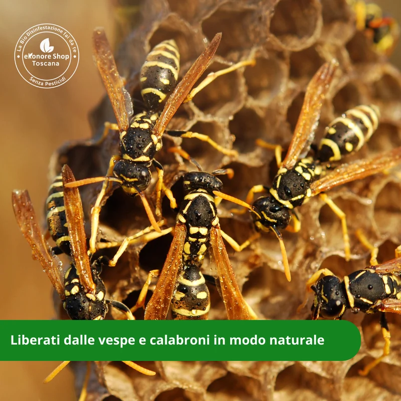 WASP TRAP | Trappola per Calabroni e Vespe