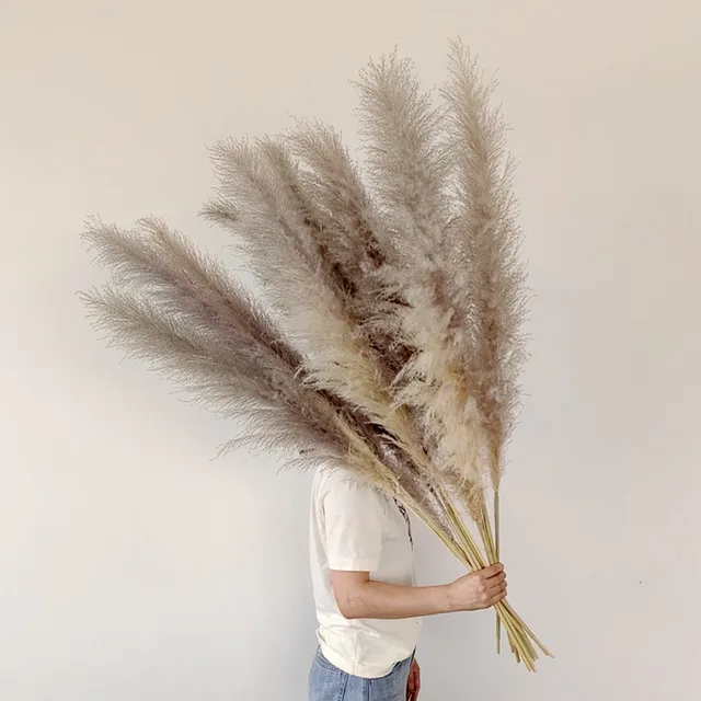 Herbe de Pampas Séchée - Décoration Bohème Naturelle