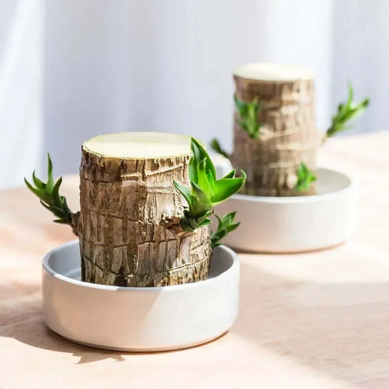 Plante Purificatrice