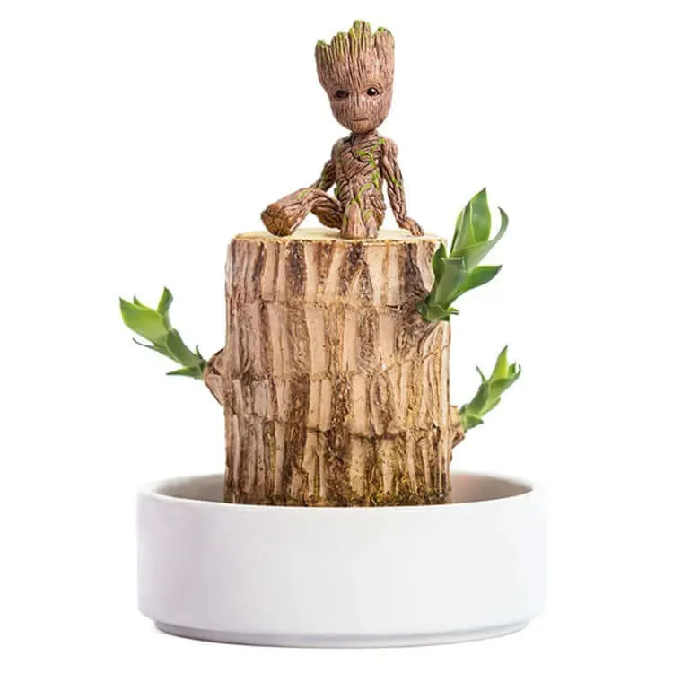 Plante Purificatrice