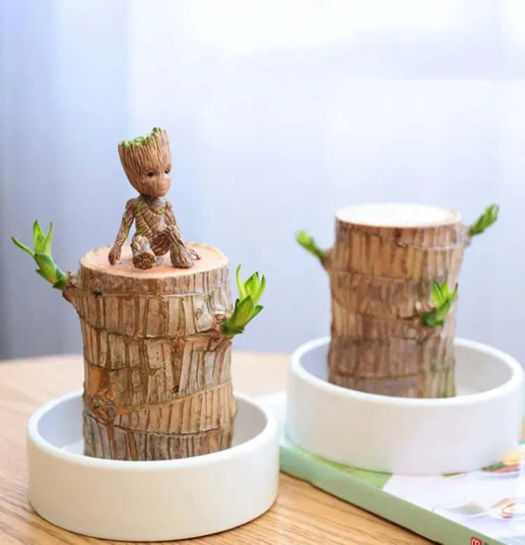 Plante Purificatrice
