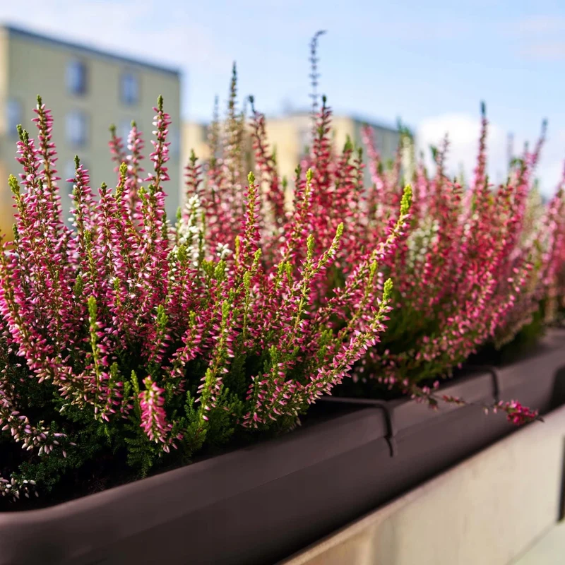 Vaso da fiori rettangolare KADAX per balcone, 80 cm con supporto in plastica.