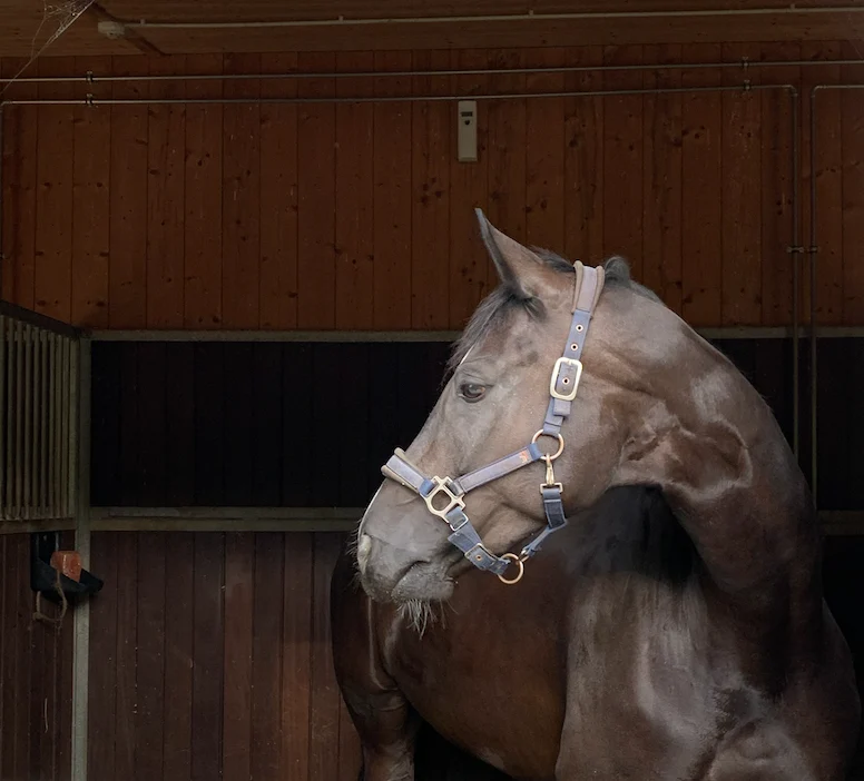 Stable Set: Sprühautomat + 3x EcoStable Spray + Batterien