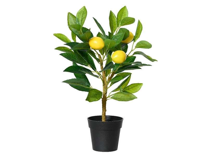 Pianta di limoni in vaso nero di plastica misure 24x17cm x altezza 43cm