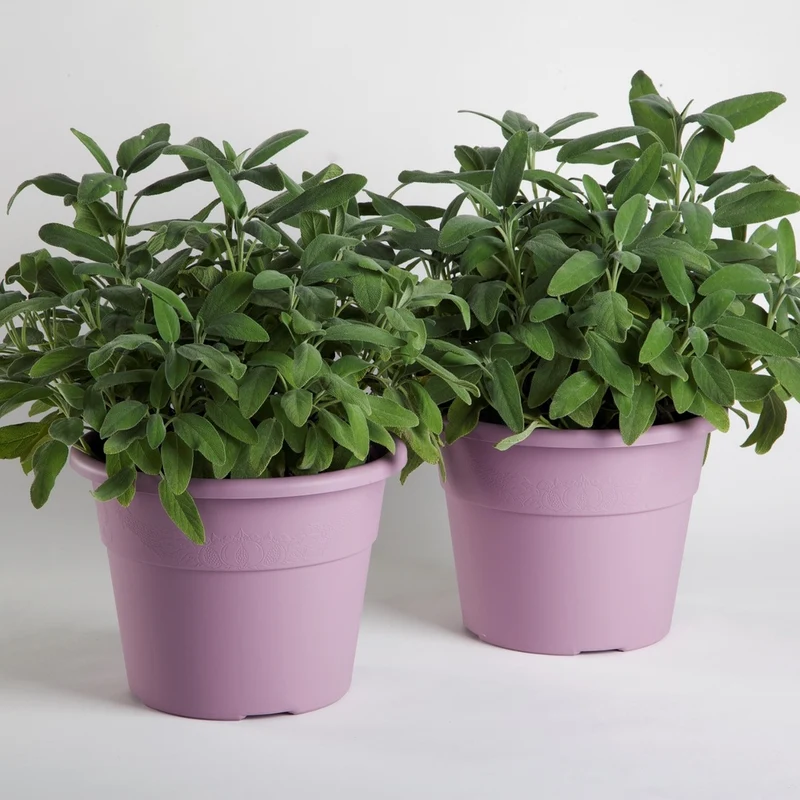Vaso Hedera Lavanda D.25 Cm