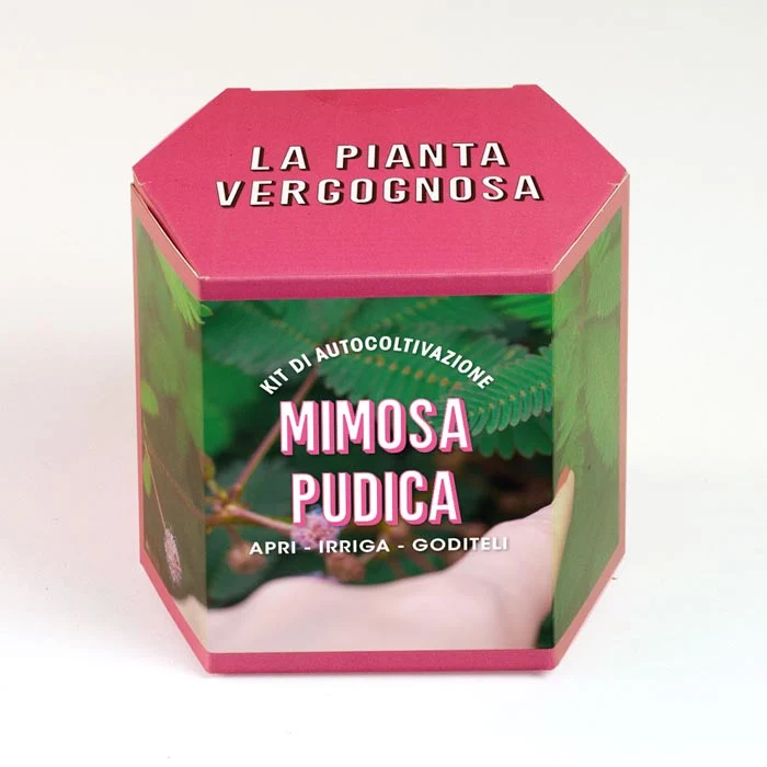KIT AUTOCOLTIVAZIONE MIMOSA PUDICA