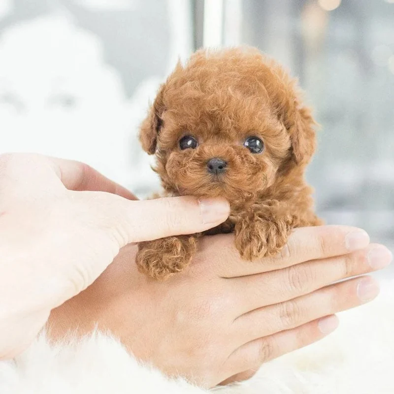 Animated Puppy Toy with Sound Effects