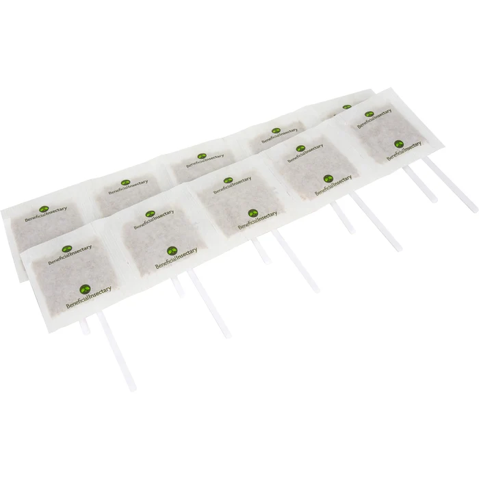 AMBLYforce C - 250,000 Mites - with Stick and Bran (NC1K)