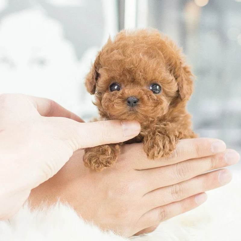 Cute Moving Puppy Toy with Sounds