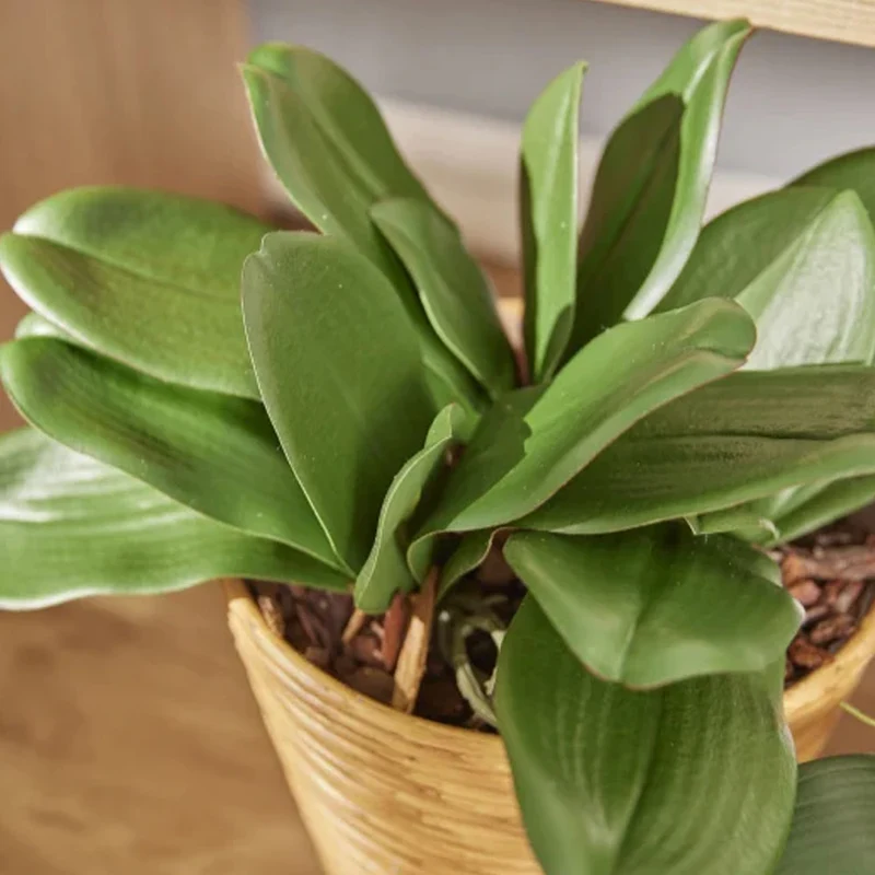 ORCHIDEA PHALAENOPSIS CON 5 FOGLIE ARTIFICIALE H27CM