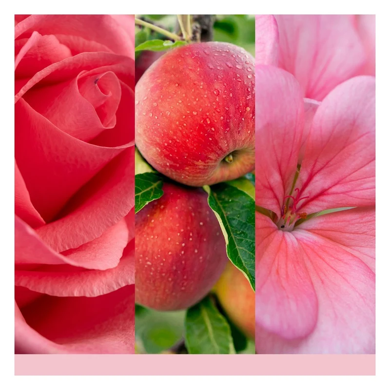 Tart Profumata Yankee Candle Fresh Cut Roses